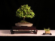 Broom Zelkova
